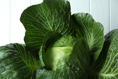 One ripe head of cabbage against white wall, closeup