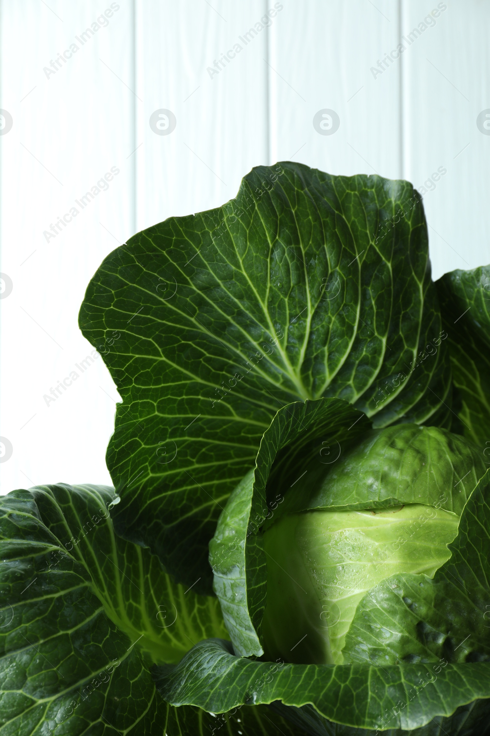 Photo of One ripe head of cabbage against white wall, closeup