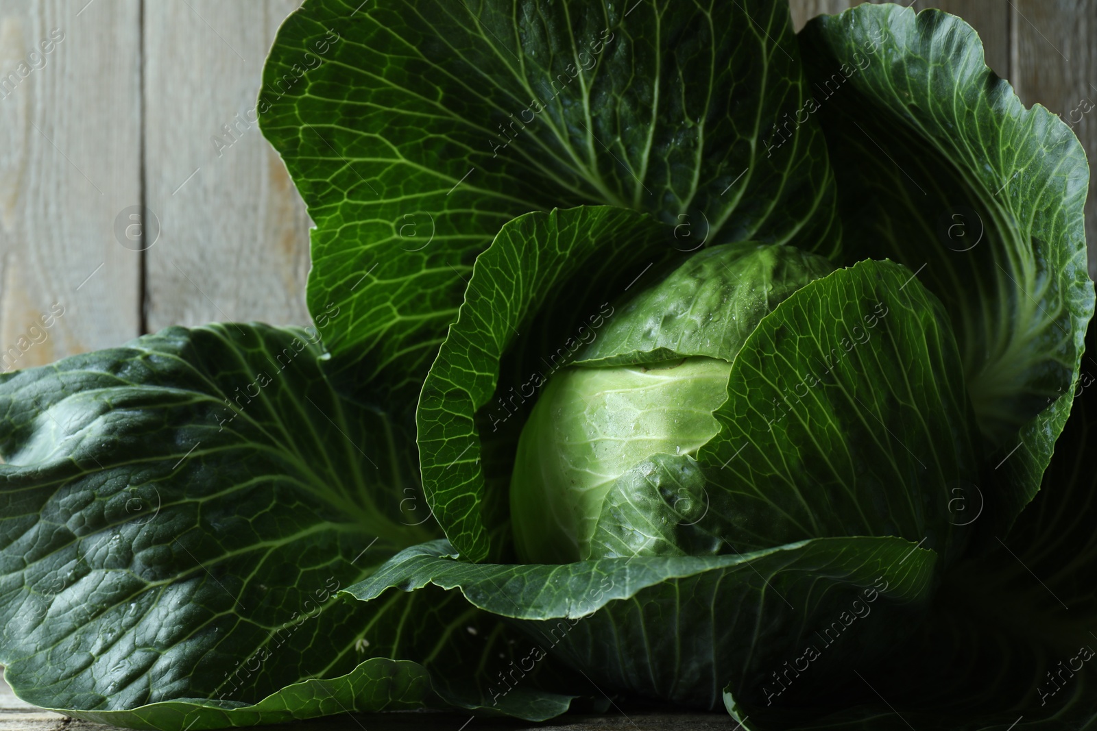 Photo of One ripe head of cabbage on wooden table, closeup