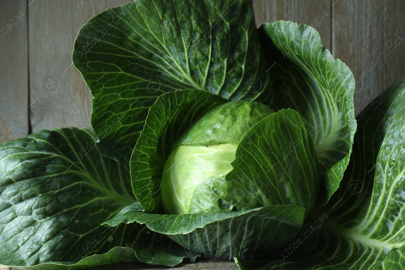 Photo of One ripe head of cabbage on wooden table, closeup