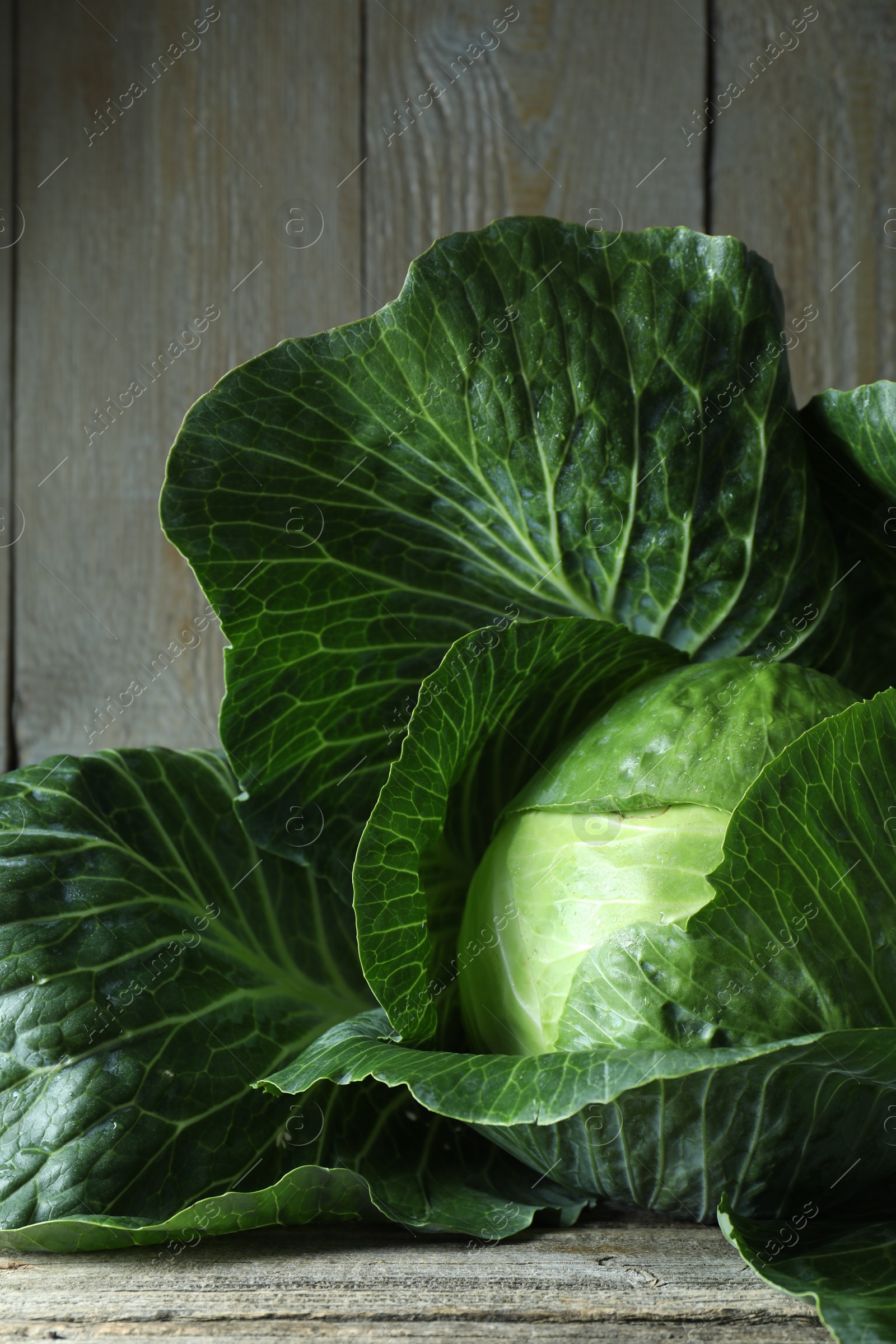 Photo of One ripe head of cabbage on wooden table, closeup