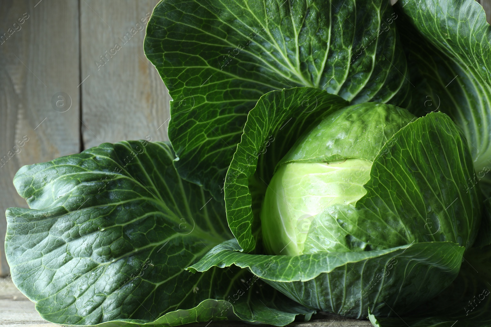 Photo of One ripe head of cabbage on wooden table, closeup