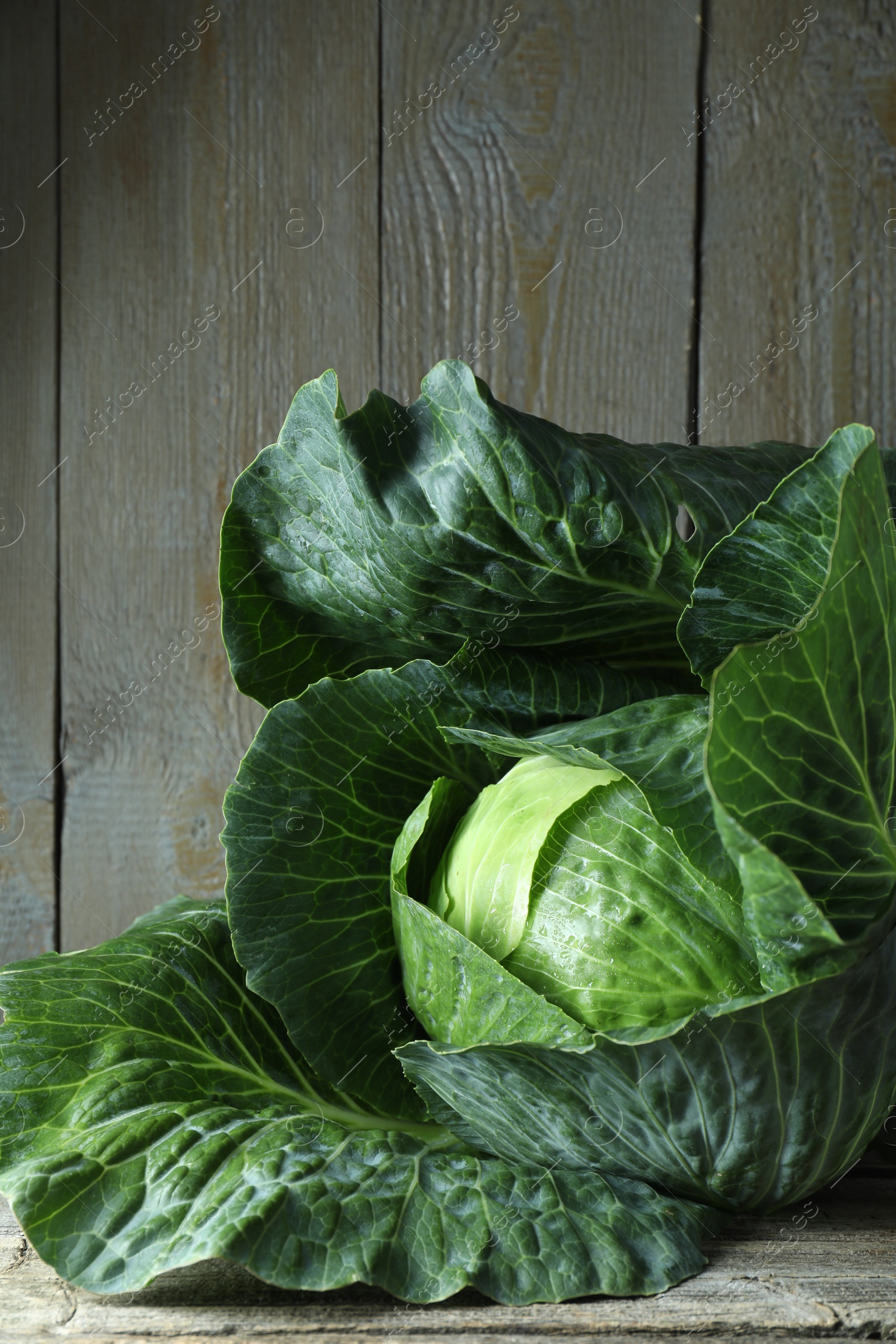 Photo of One ripe head of cabbage on wooden table, closeup