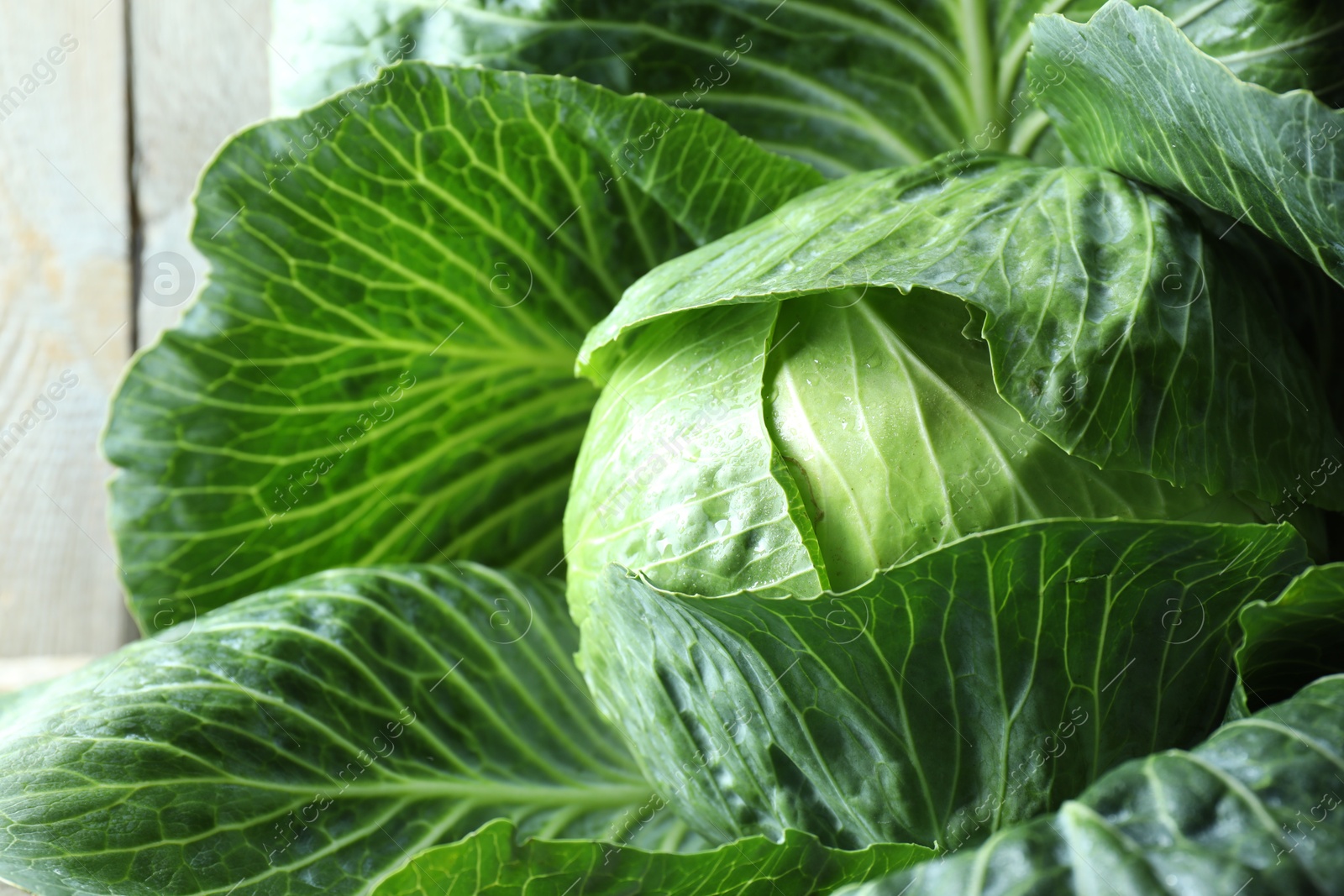 Photo of One ripe head of cabbage, closeup view