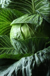 Photo of One ripe head of cabbage as background, closeup