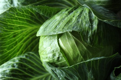 Wet ripe head of cabbage as background, closeup