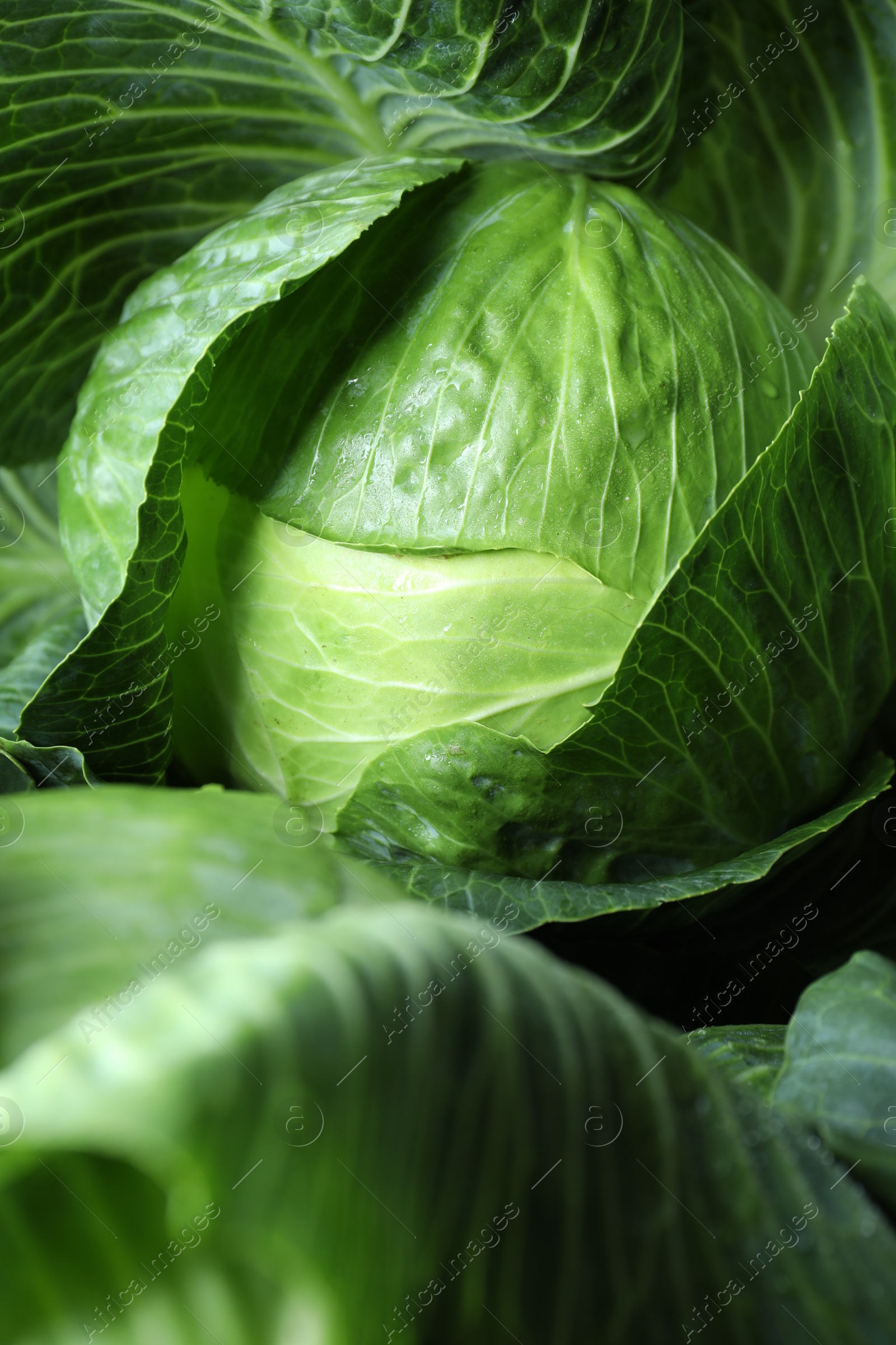 Photo of Wet ripe head of cabbage as background, above view