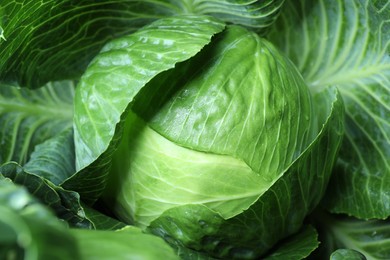 Photo of Wet ripe head of cabbage as background, closeup