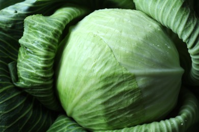 Photo of Wet ripe head of cabbage as background, above view