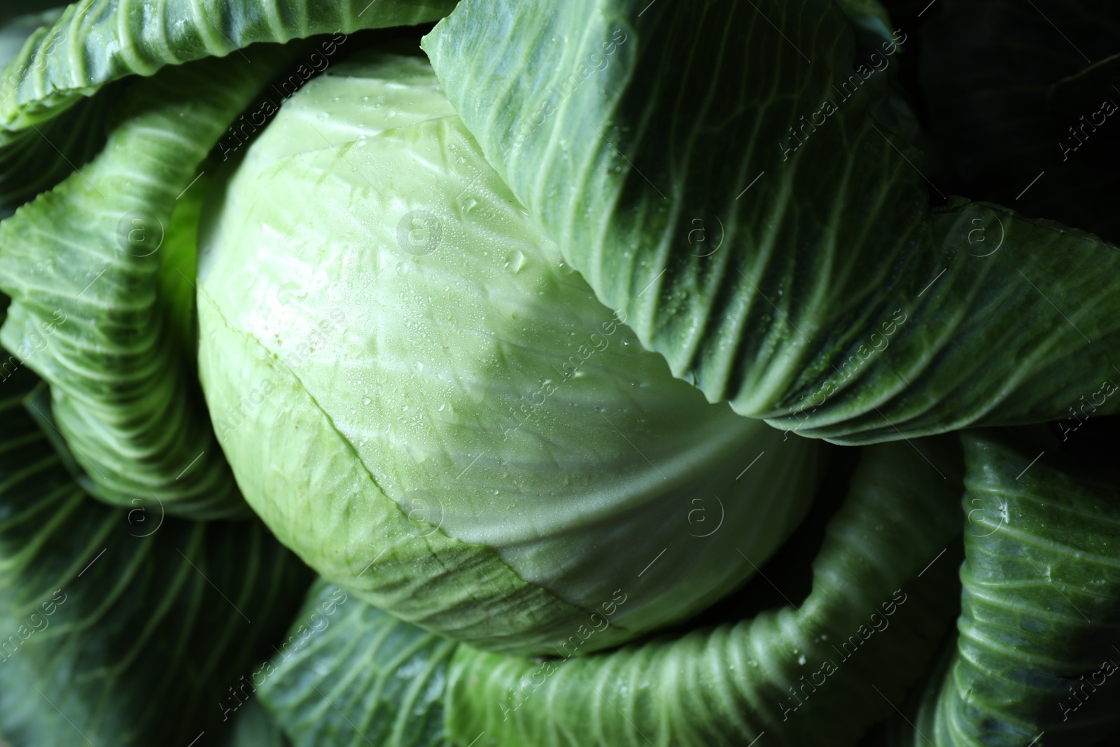 Photo of Wet ripe head of cabbage as background, above view