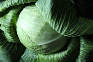 Wet ripe head of cabbage as background, above view