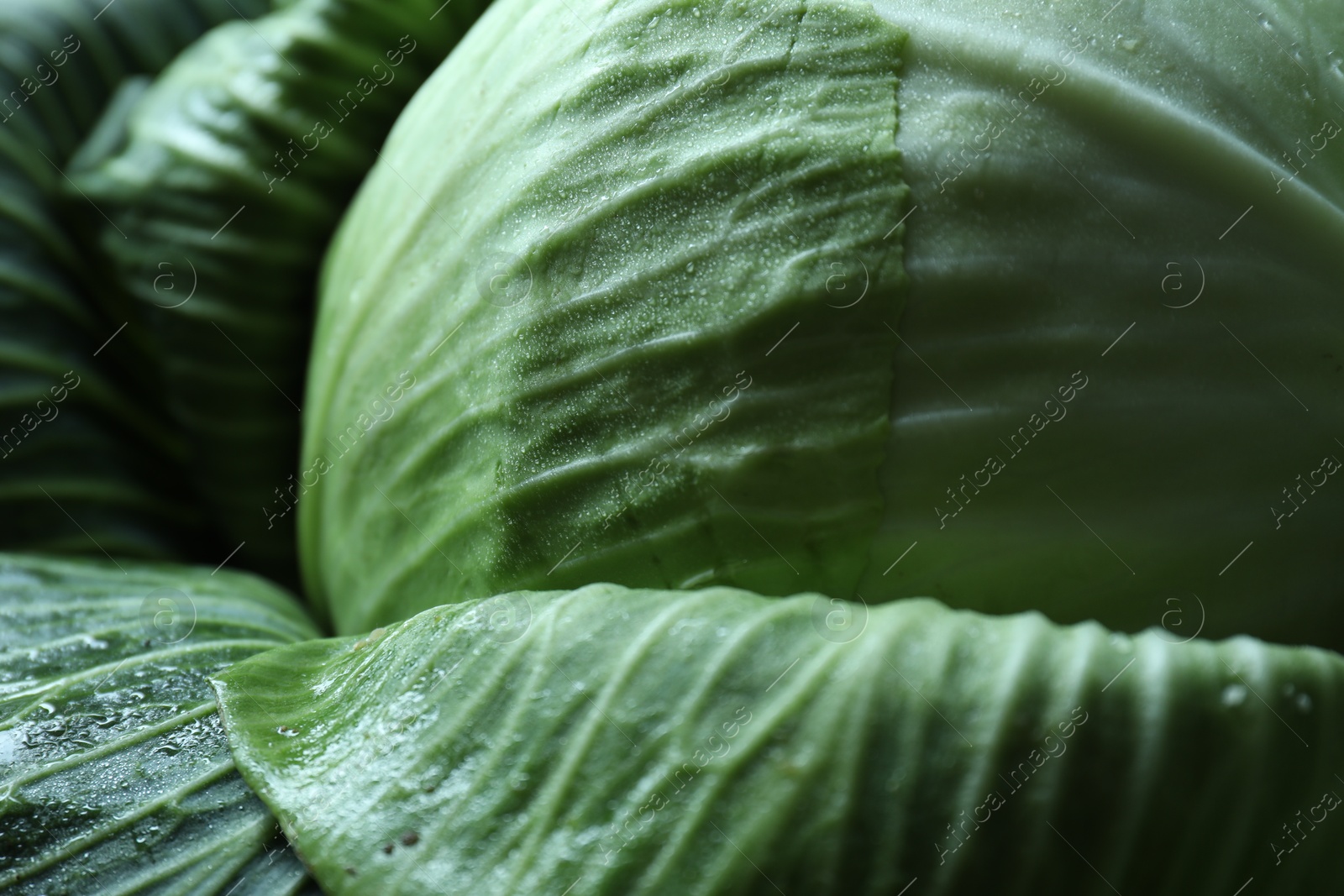 Photo of Wet ripe head of cabbage as background, closeup