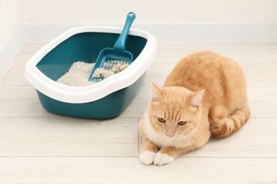 Photo of Cute ginger cat lying near litter tray on floor indoors