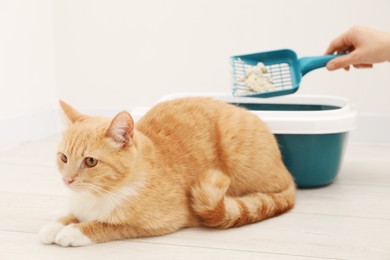 Photo of Woman cleaning cat litter tray with scoop on floor indoors, focus on cute ginger cat