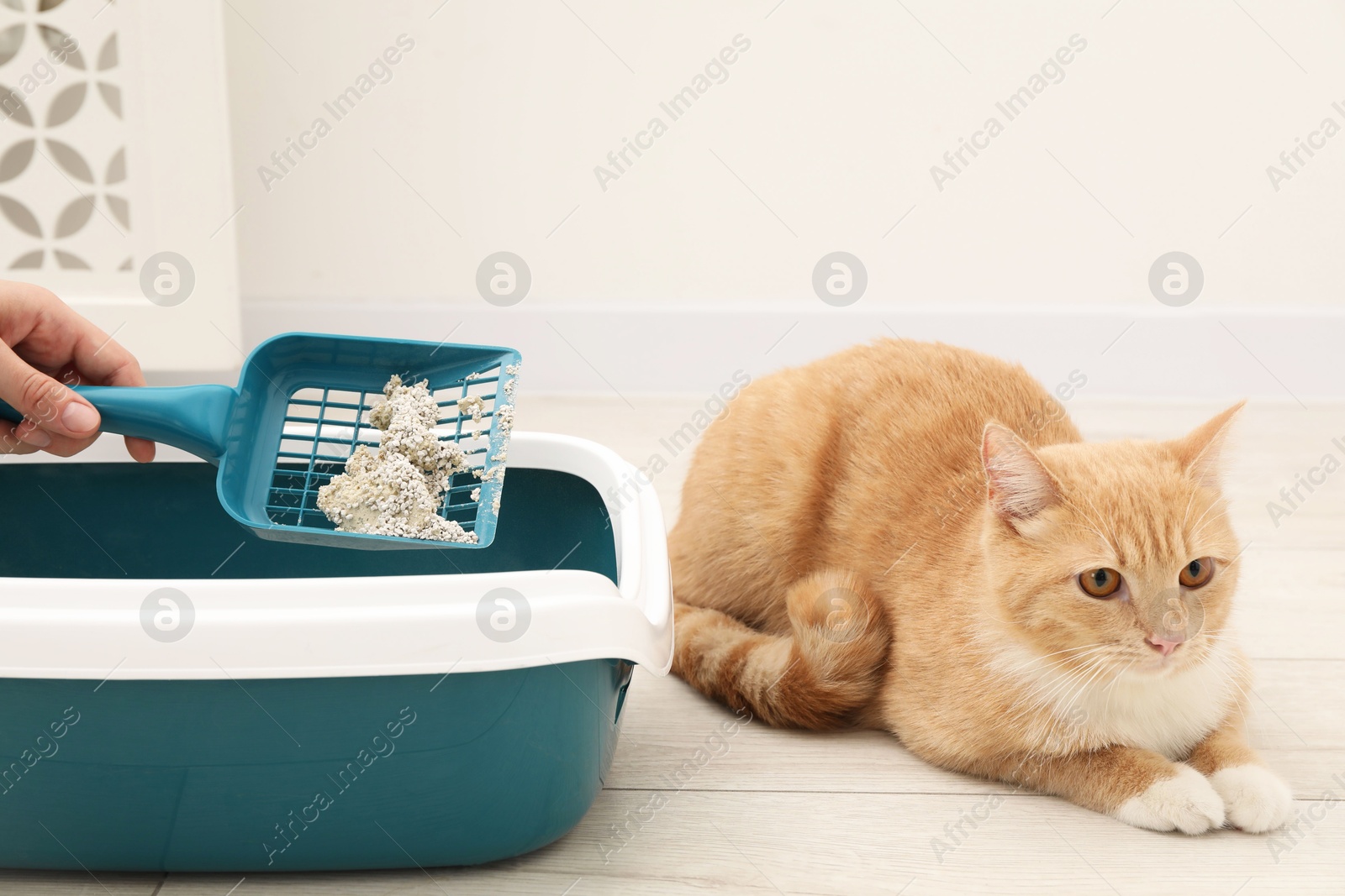 Photo of Woman cleaning cat litter tray with scoop on floor indoors, closeup