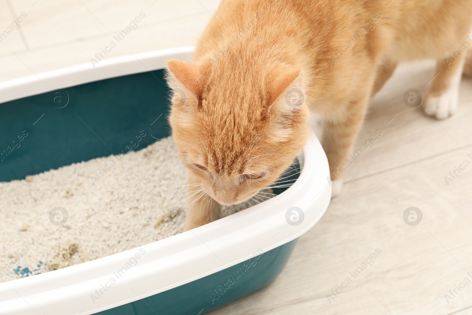 Photo of Cute ginger cat near litter tray on floor indoors