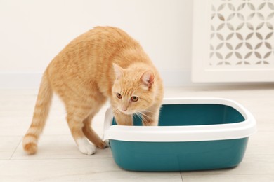 Photo of Cute ginger cat near litter tray on floor indoors