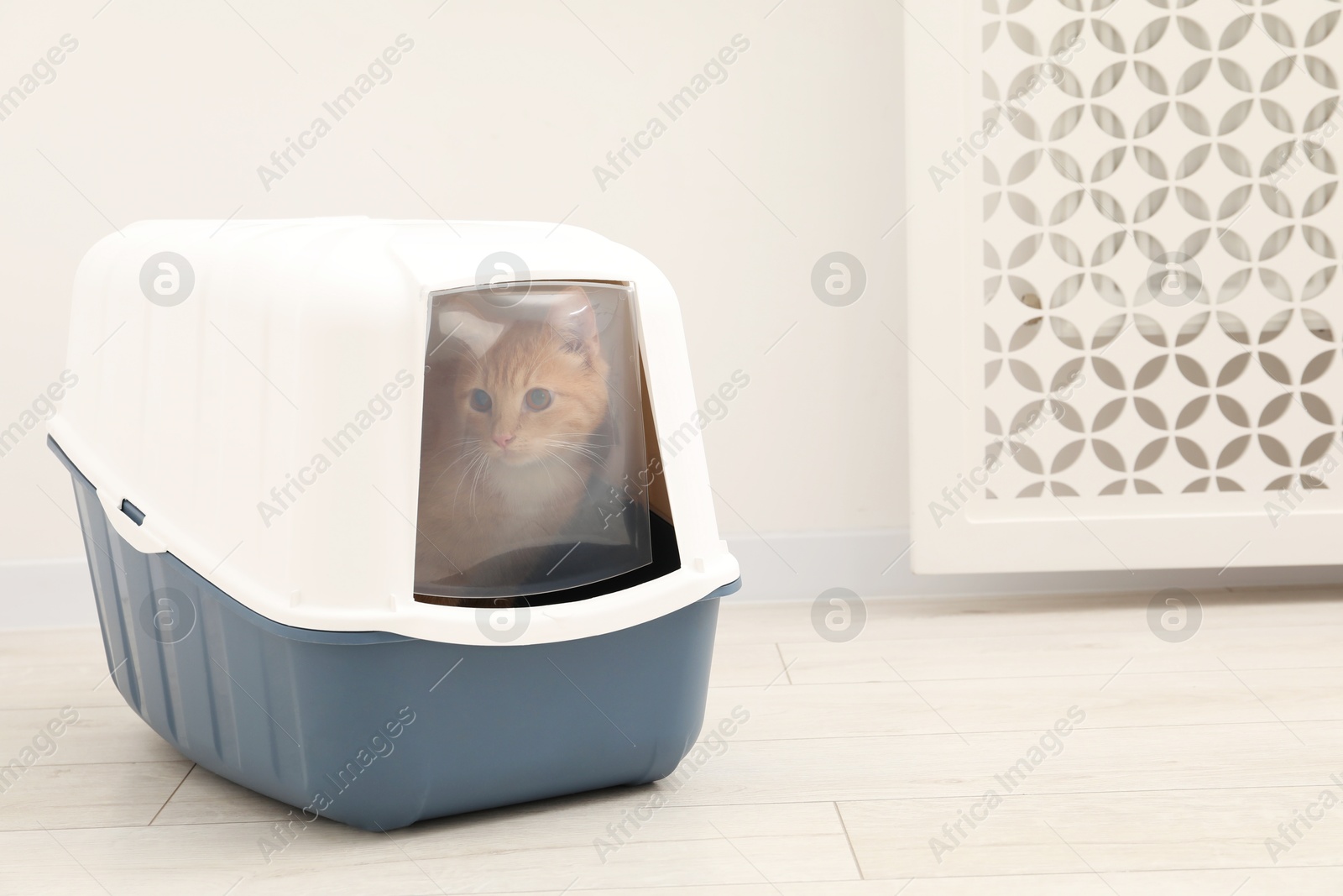 Photo of Cute ginger cat in litter box on floor indoors