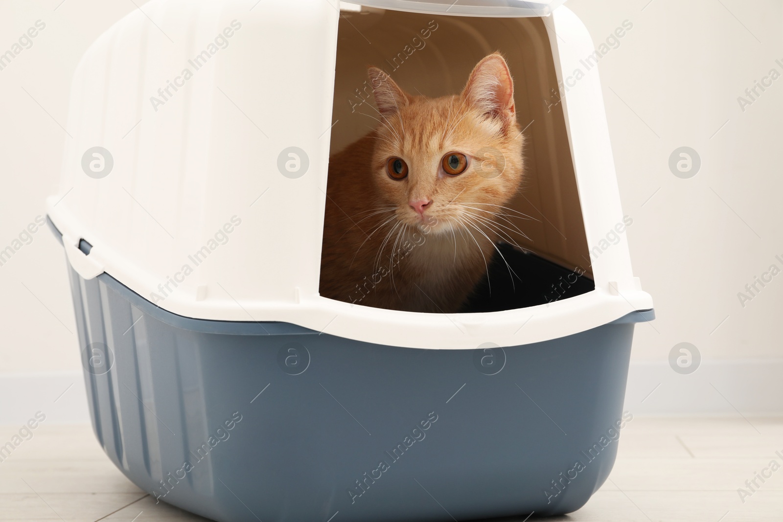 Photo of Cute ginger cat in litter box on floor indoors