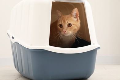 Photo of Cute ginger cat in litter box on floor indoors