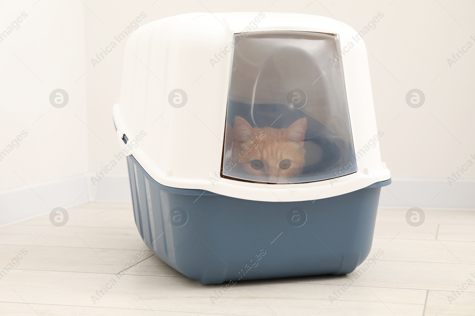 Photo of Cute ginger cat in litter box on floor indoors