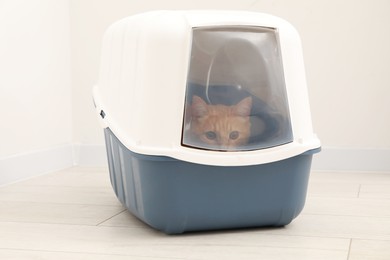 Cute ginger cat in litter box on floor indoors