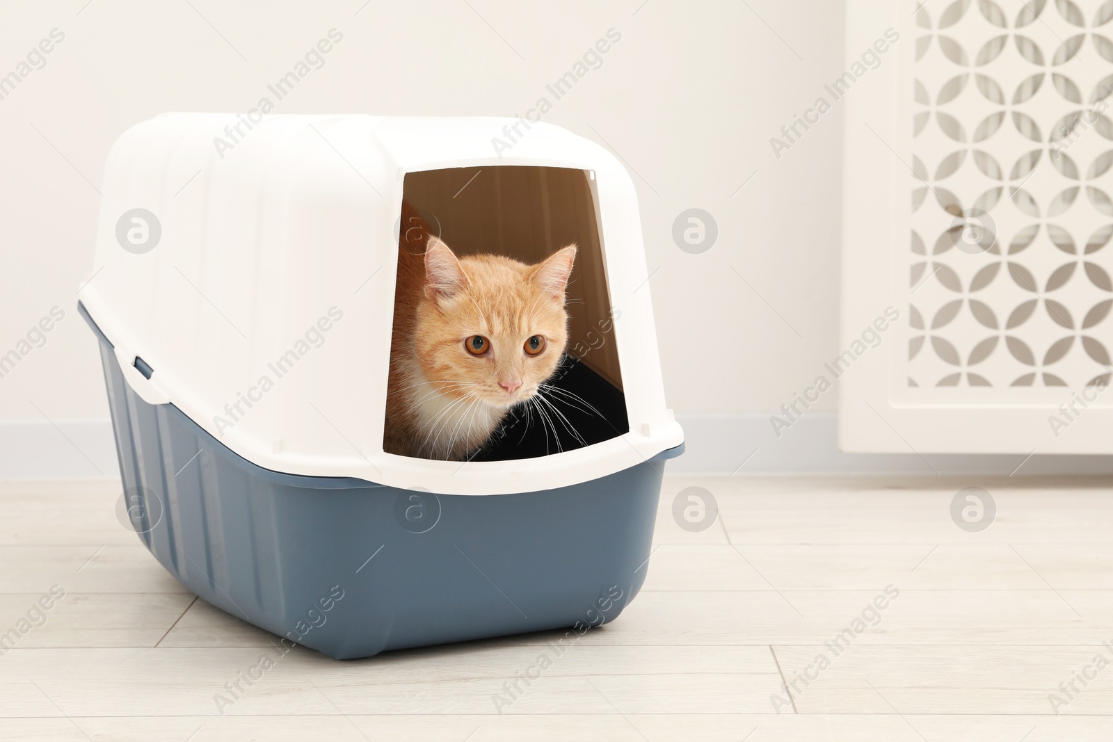 Photo of Cute ginger cat in litter box on floor indoors