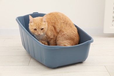 Cute ginger cat in litter tray on floor indoors