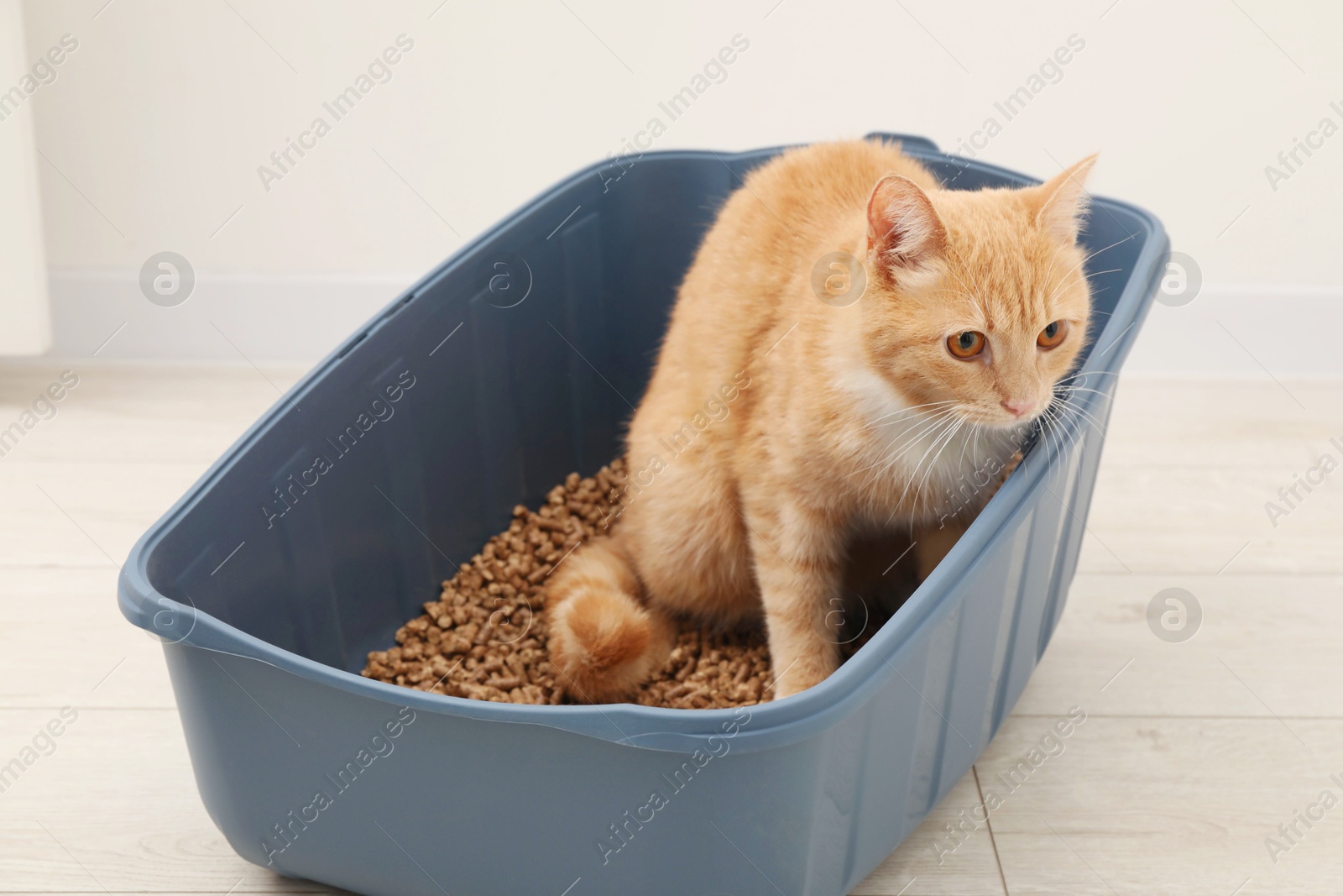 Photo of Cute ginger cat in litter tray on floor indoors