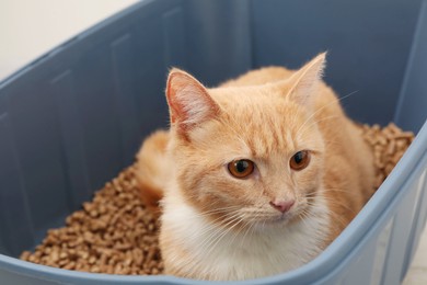 Photo of Cute ginger cat in litter tray, closeup