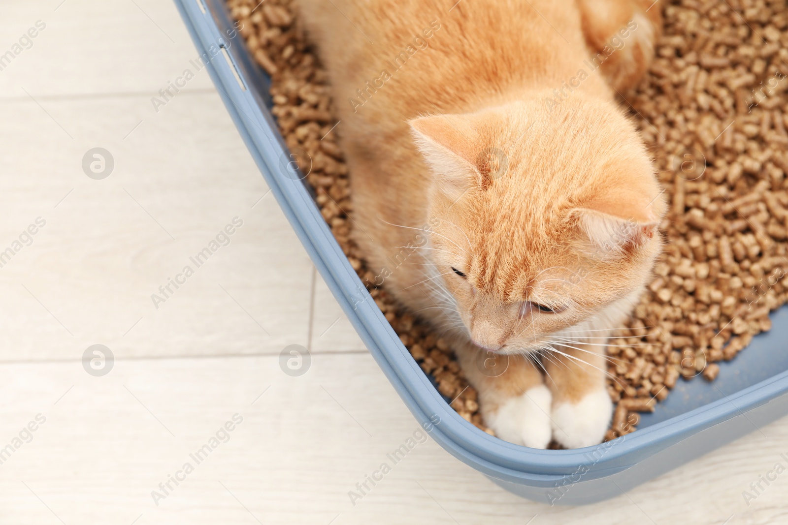 Photo of Cute ginger cat in litter tray on floor indoors, closeup