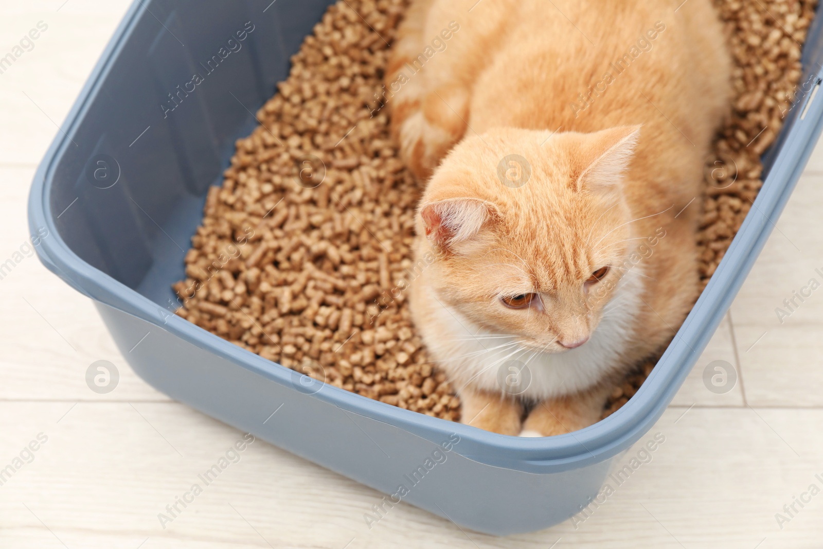 Photo of Cute ginger cat in litter tray on floor indoors, closeup