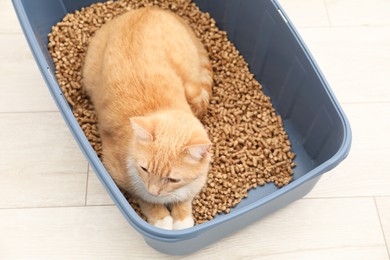 Photo of Cute ginger cat in litter tray on floor indoors