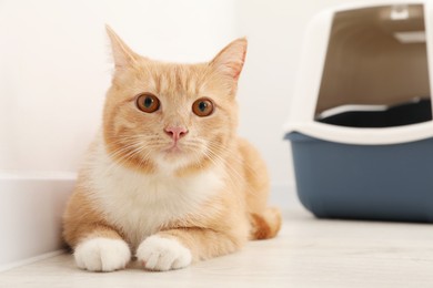 Photo of Cute ginger cat near litter box on floor indoors