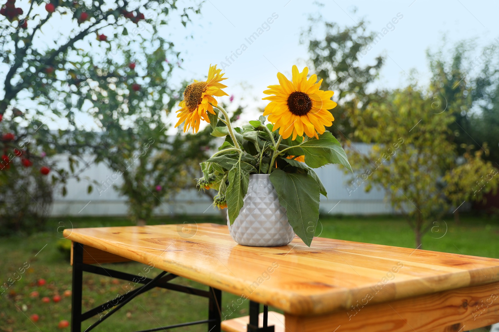 Photo of Vase with sunflowers on wooden table in garden