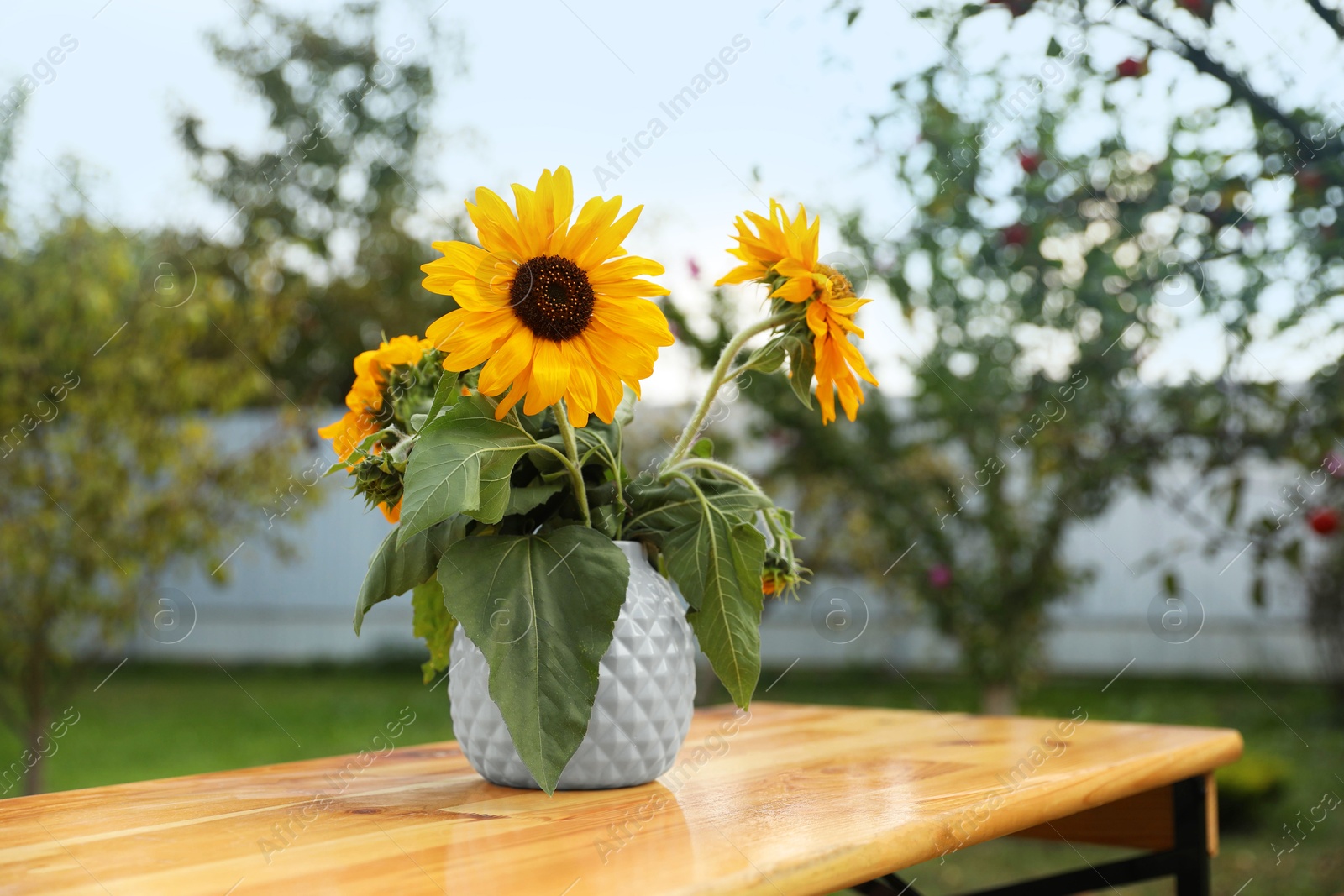 Photo of Vase with sunflowers on wooden table in garden