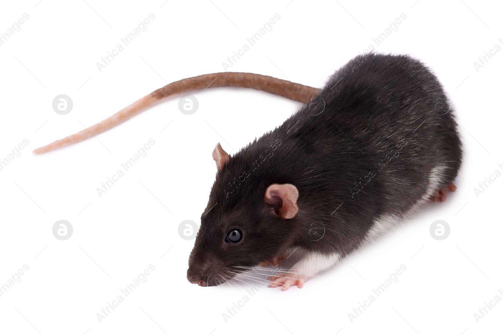 Photo of One rat on white background. Cute rodent