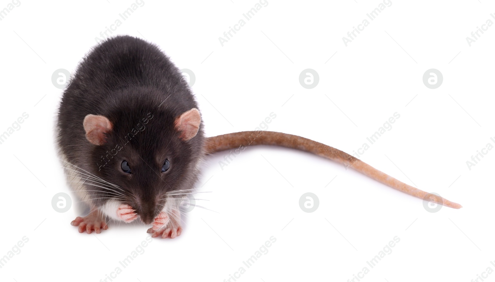 Photo of One rat on white background. Cute rodent