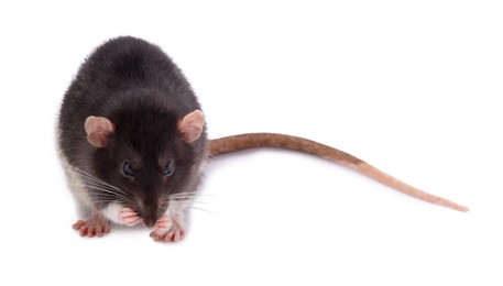 One rat on white background. Cute rodent