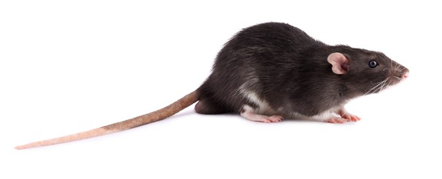 Photo of One rat on white background. Cute rodent