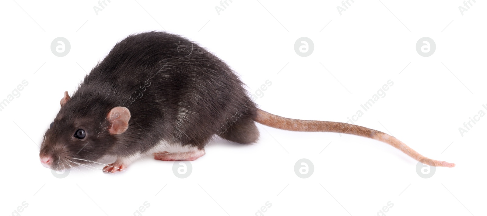 Photo of One rat on white background. Cute rodent