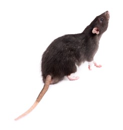 One rat on white background. Cute rodent