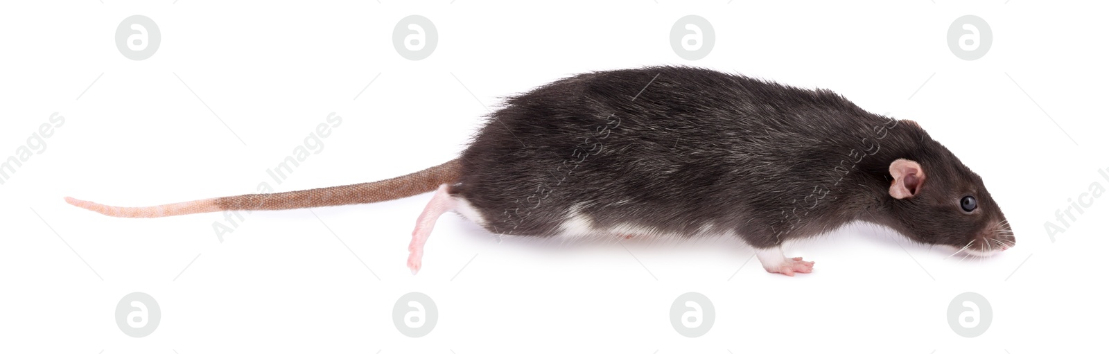 Photo of One rat on white background. Cute rodent