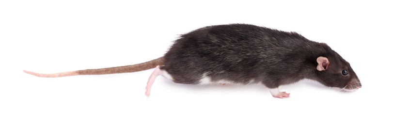 One rat on white background. Cute rodent