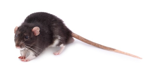 One rat on white background. Cute rodent