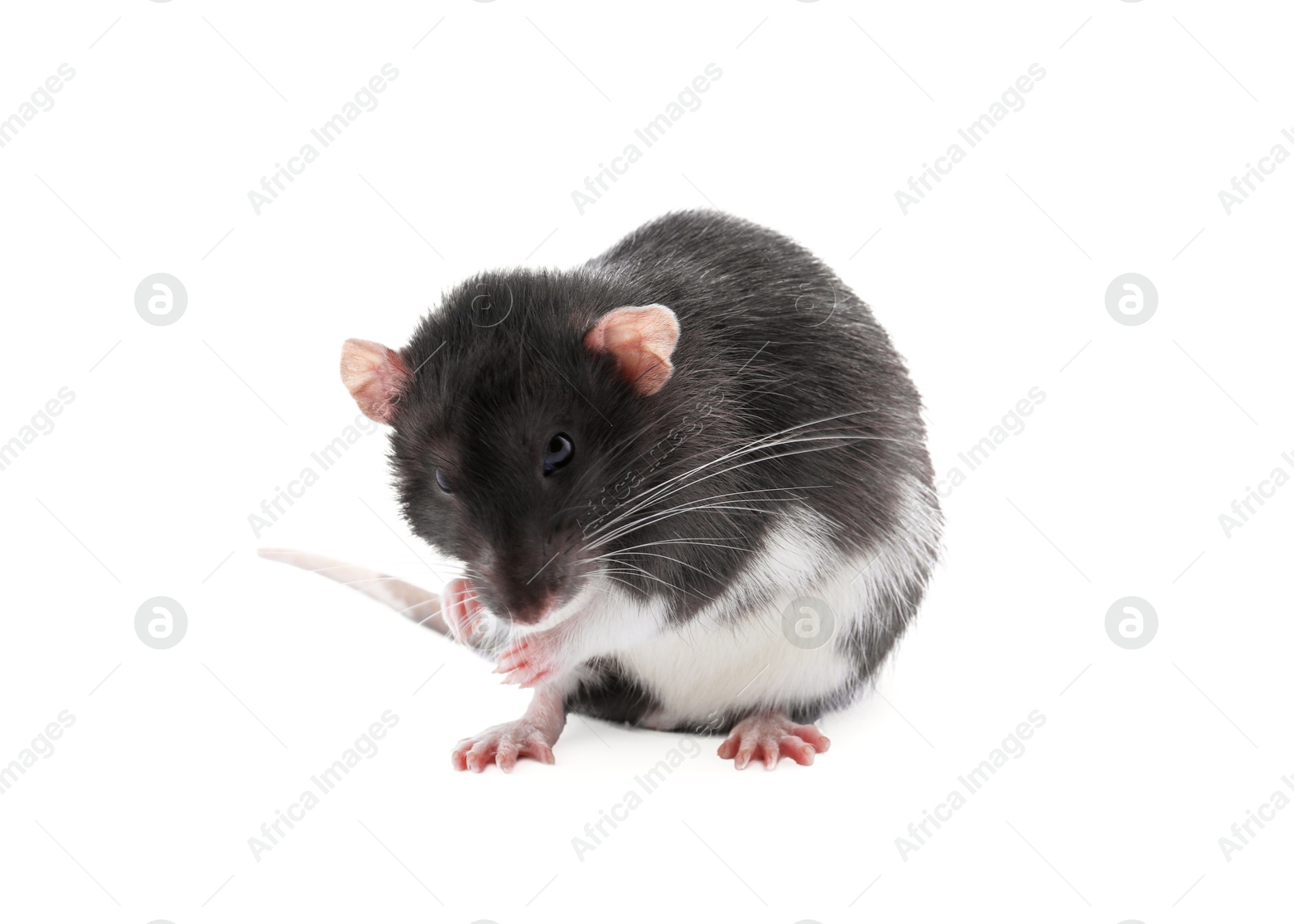 Photo of One cute small rat on white background