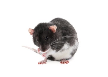 One cute small rat on white background