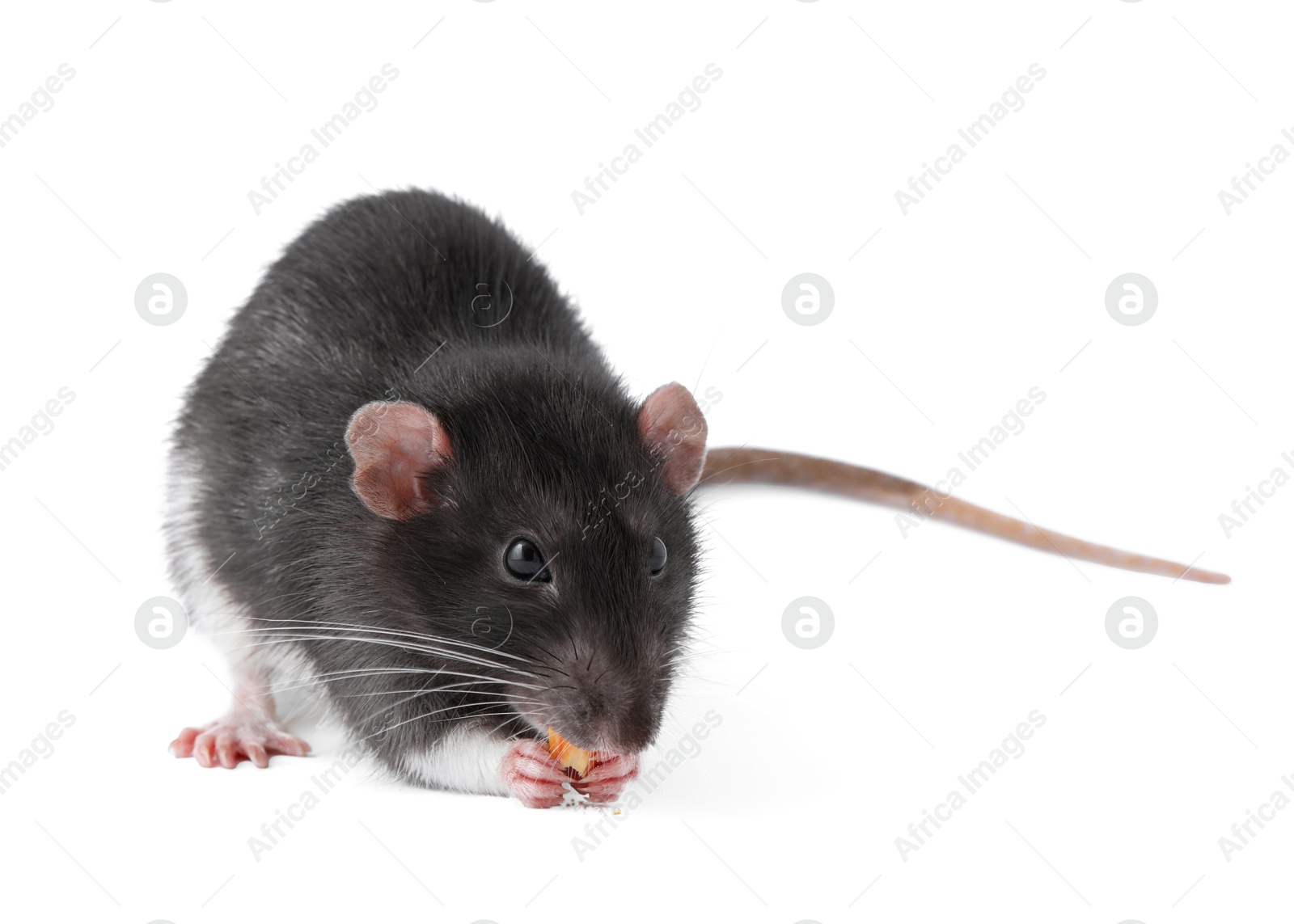 Photo of One cute small rat on white background