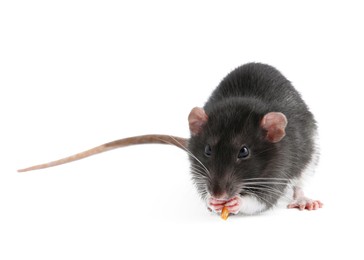 Photo of One cute small rat on white background