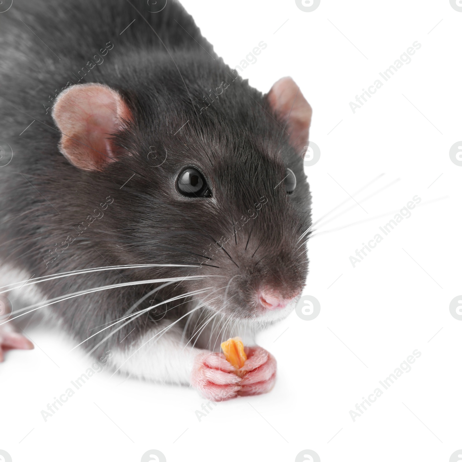 Photo of One cute small rat on white background